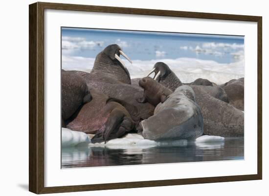 Walrus (Odobenus Rosmarinus) Females-Louise Murray-Framed Photographic Print