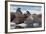 Walrus (Odobenus Rosmarinus) Females-Louise Murray-Framed Photographic Print