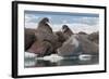 Walrus (Odobenus Rosmarinus) Females-Louise Murray-Framed Photographic Print