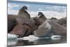 Walrus (Odobenus Rosmarinus) Females-Louise Murray-Mounted Photographic Print