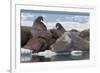 Walrus (Odobenus Rosmarinus) Females-Louise Murray-Framed Photographic Print