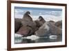 Walrus (Odobenus Rosmarinus) Females-Louise Murray-Framed Photographic Print