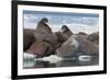 Walrus (Odobenus Rosmarinus) Females-Louise Murray-Framed Photographic Print