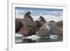 Walrus (Odobenus Rosmarinus) Females-Louise Murray-Framed Photographic Print