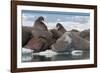 Walrus (Odobenus Rosmarinus) Females-Louise Murray-Framed Photographic Print