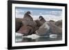 Walrus (Odobenus Rosmarinus) Females-Louise Murray-Framed Photographic Print