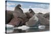 Walrus (Odobenus Rosmarinus) Females-Louise Murray-Stretched Canvas