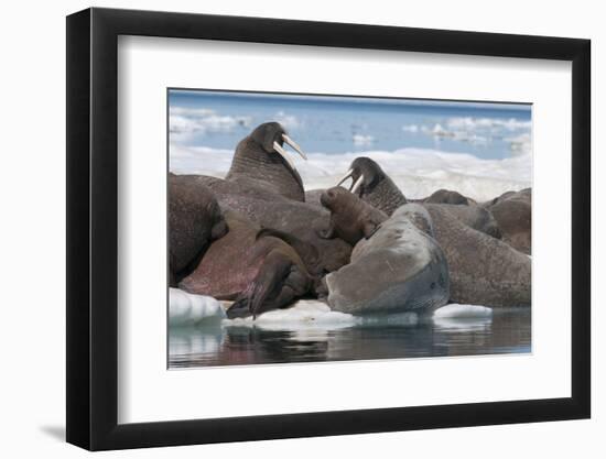 Walrus (Odobenus Rosmarinus) Females-Louise Murray-Framed Photographic Print