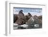 Walrus (Odobenus Rosmarinus) Females-Louise Murray-Framed Photographic Print