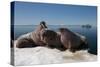 Walrus (Odobenus Rosmarus) Hauled Out-Louise Murray-Stretched Canvas