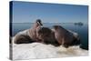 Walrus (Odobenus Rosmarus) Hauled Out-Louise Murray-Stretched Canvas