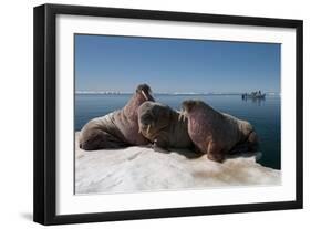 Walrus (Odobenus Rosmarus) Hauled Out-Louise Murray-Framed Photographic Print