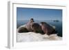 Walrus (Odobenus Rosmarus) Hauled Out-Louise Murray-Framed Photographic Print