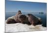 Walrus (Odobenus Rosmarus) Hauled Out-Louise Murray-Mounted Photographic Print