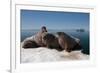 Walrus (Odobenus Rosmarus) Hauled Out-Louise Murray-Framed Photographic Print