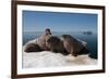 Walrus (Odobenus Rosmarus) Hauled Out-Louise Murray-Framed Photographic Print