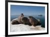 Walrus (Odobenus Rosmarus) Hauled Out-Louise Murray-Framed Photographic Print