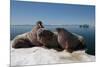 Walrus (Odobenus Rosmarus) Hauled Out-Louise Murray-Mounted Photographic Print