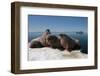 Walrus (Odobenus Rosmarus) Hauled Out-Louise Murray-Framed Photographic Print