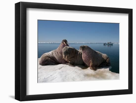 Walrus (Odobenus Rosmarus) Hauled Out-Louise Murray-Framed Photographic Print