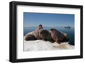 Walrus (Odobenus Rosmarus) Hauled Out-Louise Murray-Framed Photographic Print