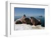 Walrus (Odobenus Rosmarus) Hauled Out-Louise Murray-Framed Photographic Print