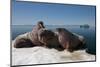 Walrus (Odobenus Rosmarus) Hauled Out-Louise Murray-Mounted Photographic Print