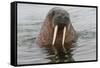 Walrus (Odobenus rosmarus) in water, Spitsbergen Island, Svalbard Archipelago, Arctic, Norway, Scan-G&M Therin-Weise-Framed Stretched Canvas