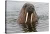 Walrus (Odobenus rosmarus) in water, Spitsbergen Island, Svalbard Archipelago, Arctic, Norway, Scan-G&M Therin-Weise-Stretched Canvas