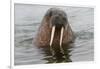 Walrus (Odobenus rosmarus) in water, Spitsbergen Island, Svalbard Archipelago, Arctic, Norway, Scan-G&M Therin-Weise-Framed Photographic Print