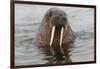 Walrus (Odobenus rosmarus) in water, Spitsbergen Island, Svalbard Archipelago, Arctic, Norway, Scan-G&M Therin-Weise-Framed Photographic Print