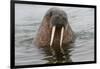 Walrus (Odobenus rosmarus) in water, Spitsbergen Island, Svalbard Archipelago, Arctic, Norway, Scan-G&M Therin-Weise-Framed Photographic Print