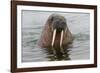 Walrus (Odobenus rosmarus) in water, Spitsbergen Island, Svalbard Archipelago, Arctic, Norway, Scan-G&M Therin-Weise-Framed Photographic Print