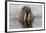 Walrus (Odobenus rosmarus) in water, Spitsbergen Island, Svalbard Archipelago, Arctic, Norway, Scan-G&M Therin-Weise-Framed Photographic Print