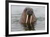 Walrus (Odobenus rosmarus) in water, Spitsbergen Island, Svalbard Archipelago, Arctic, Norway, Scan-G&M Therin-Weise-Framed Photographic Print