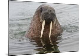 Walrus (Odobenus rosmarus) in water, Spitsbergen Island, Svalbard Archipelago, Arctic, Norway, Scan-G&M Therin-Weise-Mounted Photographic Print