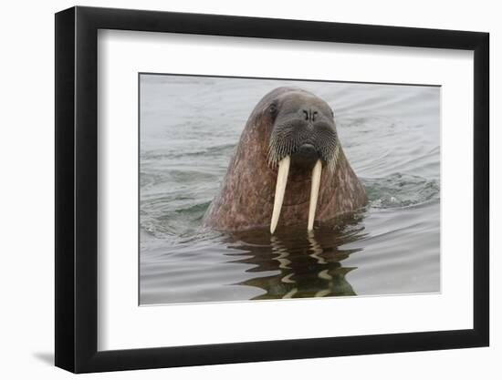 Walrus (Odobenus rosmarus) in water, Spitsbergen Island, Svalbard Archipelago, Arctic, Norway, Scan-G&M Therin-Weise-Framed Premium Photographic Print