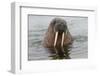 Walrus (Odobenus rosmarus) in water, Spitsbergen Island, Svalbard Archipelago, Arctic, Norway, Scan-G&M Therin-Weise-Framed Premium Photographic Print