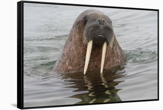 Walrus (Odobenus rosmarus) in water, Spitsbergen Island, Svalbard Archipelago, Arctic, Norway, Scan-G&M Therin-Weise-Framed Stretched Canvas