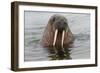 Walrus (Odobenus rosmarus) in water, Spitsbergen Island, Svalbard Archipelago, Arctic, Norway, Scan-G&M Therin-Weise-Framed Photographic Print