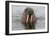 Walrus (Odobenus rosmarus) in water, Spitsbergen Island, Svalbard Archipelago, Arctic, Norway, Scan-G&M Therin-Weise-Framed Photographic Print