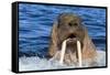 Walrus (Odobenus rosmarus) male in water, Vaygach Island, Arctic, Russia, July-Olga Kamenskaya-Framed Stretched Canvas