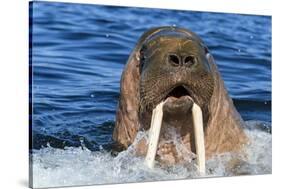 Walrus (Odobenus rosmarus) male in water, Vaygach Island, Arctic, Russia, July-Olga Kamenskaya-Stretched Canvas