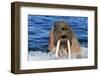 Walrus (Odobenus rosmarus) male in water, Vaygach Island, Arctic, Russia, July-Olga Kamenskaya-Framed Photographic Print