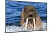 Walrus (Odobenus rosmarus) male in water, Vaygach Island, Arctic, Russia, July-Olga Kamenskaya-Mounted Photographic Print