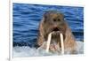 Walrus (Odobenus rosmarus) male in water, Vaygach Island, Arctic, Russia, July-Olga Kamenskaya-Framed Photographic Print