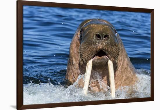 Walrus (Odobenus rosmarus) male in water, Vaygach Island, Arctic, Russia, July-Olga Kamenskaya-Framed Photographic Print