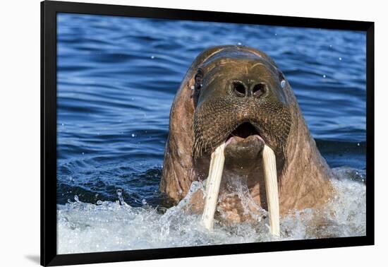 Walrus (Odobenus rosmarus) male in water, Vaygach Island, Arctic, Russia, July-Olga Kamenskaya-Framed Photographic Print