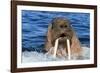 Walrus (Odobenus rosmarus) male in water, Vaygach Island, Arctic, Russia, July-Olga Kamenskaya-Framed Photographic Print