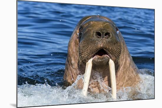 Walrus (Odobenus rosmarus) male in water, Vaygach Island, Arctic, Russia, July-Olga Kamenskaya-Mounted Photographic Print